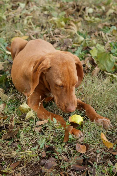 Niedlicher Vizsla Welpe Liegt Auf Dem Boden Und Isst Apfel — Stockfoto