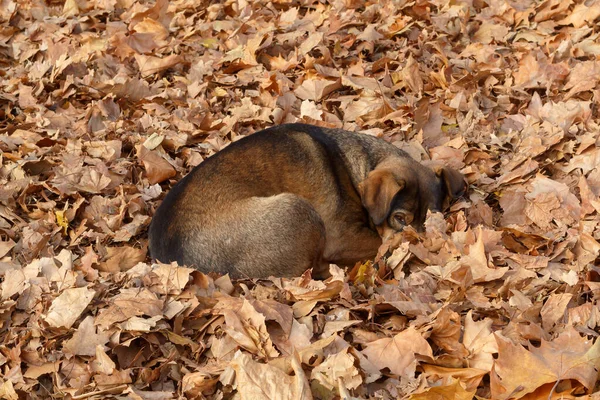 Chien Errant Entouré Feuilles Automne Dormant Dans Parc Public — Photo