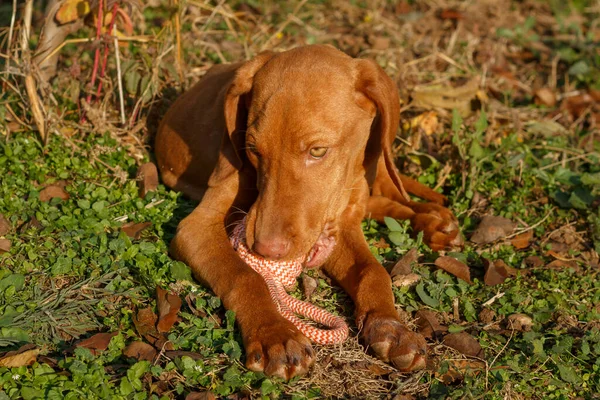 헝가리어 Vizsla Puppy Rope — 스톡 사진