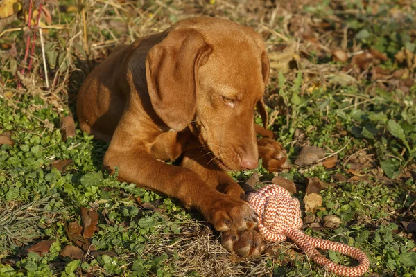 Ungarischer Vizsla Welpe Spielt Mit Seil — Stockfoto