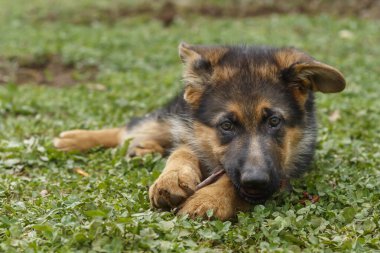 10 haftalık Alman çoban köpeği tahta sopayla oynuyor.