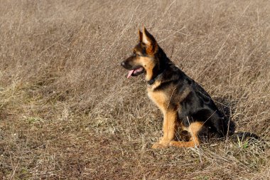 Alman Çoban Köpeği 3 aylık Tarlada Oturuyor