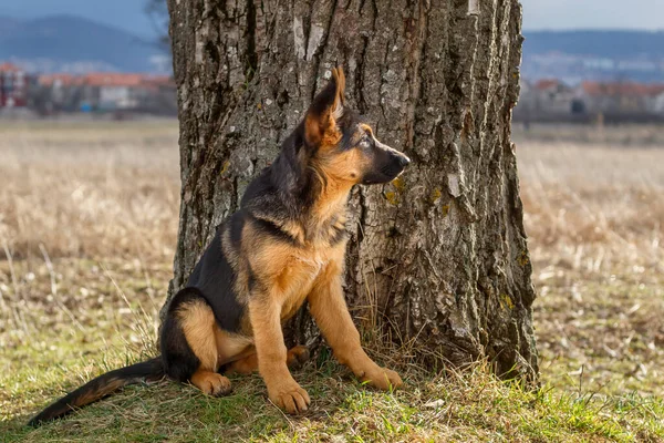 German Shepherd Puppy Siting Behind Tree and Watching in Distance