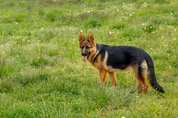 Months Old German Shepherd Puppy Field Surrounded Green Grass — Stock Photo, Image