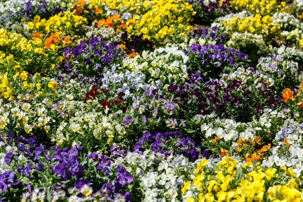 Campo Com Flores Azuis Brancas Amarelas — Fotografia de Stock