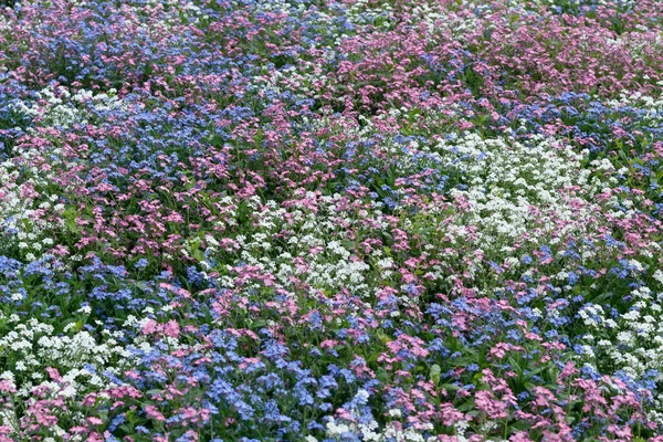 Campo Com Flores Azuis Brancas Roxas — Fotografia de Stock