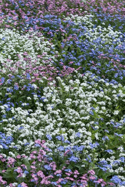 Campo Com Flores Azuis Brancas Roxas — Fotografia de Stock