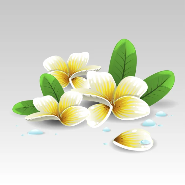 Flor de Plumeria — Vector de stock