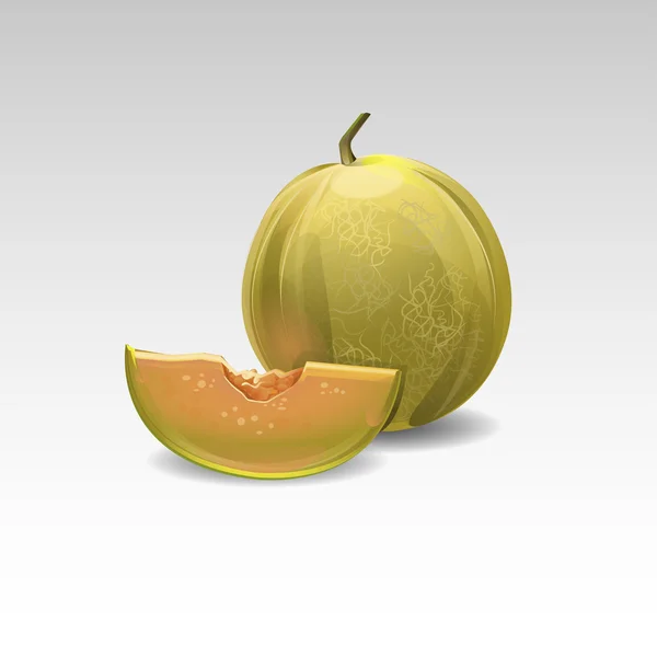 Honeydew melon Vector Art Stock Images | Depositphotos Honeydew melon Vector Art Stock Images | Depositphotos
