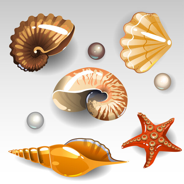 Seashells set