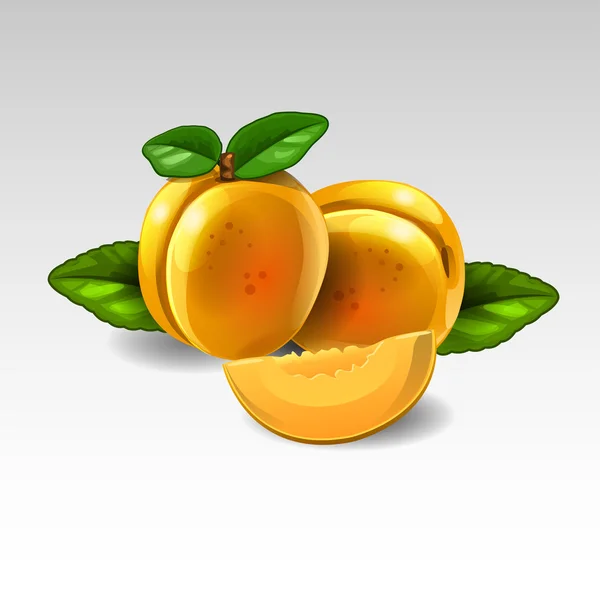 Apricot — Stock Vector