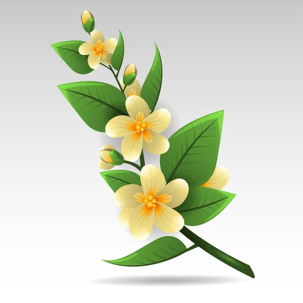鲜嫩的茉莉花 — 图库矢量图片