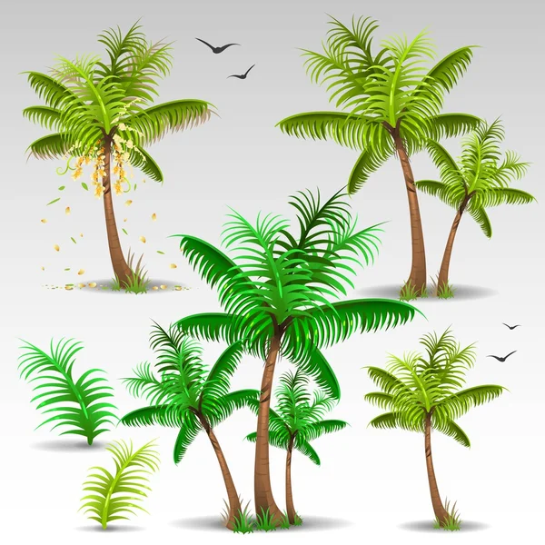 Conjunto de palmeras — Archivo Imágenes Vectoriales