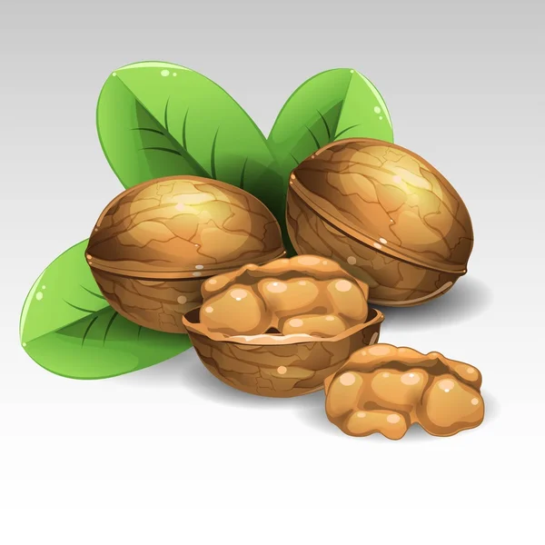 Walnuts — Stock Vector