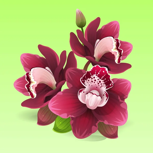 Orchidée rouge avec feuilles — Image vectorielle