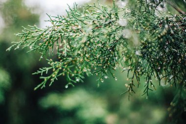 Parkta yaprakları olan güzel ince dallar.