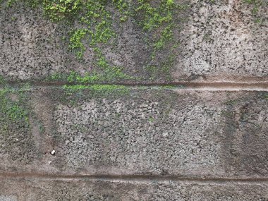 Küçük ya da Küçük Mantar ve Yosun 'un eski bir duvarda yakın çekimi