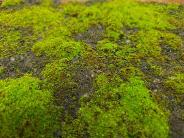 Kuru Yaprak ve doku arka planına sahip Eski Bir Bileşik veya Duvardaki Küçük Yeşil Yosun 'un Yakın Çekimi