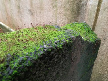 Kuru Yaprak ve doku arka planına sahip Eski Bir Bileşik veya Duvardaki Küçük Yeşil Yosun 'un Yakın Çekimi