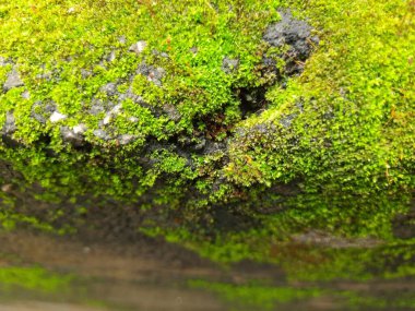 Kuru Yaprak ve doku arka planına sahip Eski Bir Bileşik veya Duvardaki Küçük Yeşil Yosun 'un Yakın Çekimi