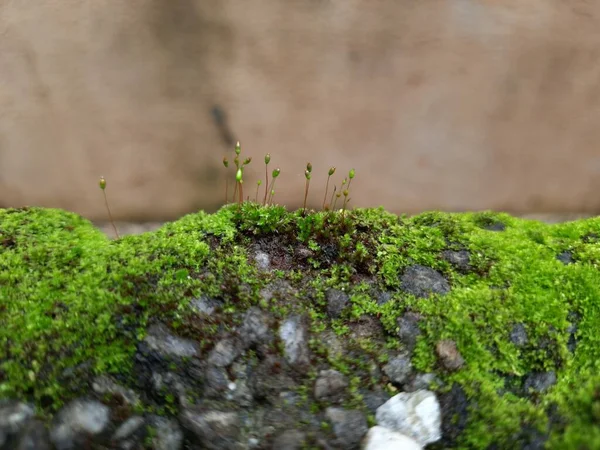 Little Green Moss Old Compound Wall Dry Leaf Texture Background — 스톡 사진