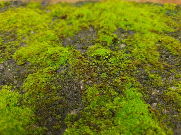 Little Green Moss Old Compound Wall Dry Leaf Texture Background — 스톡 사진