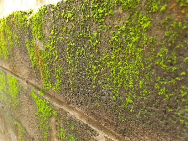 Closeup of Tiny Green Moss on a Old Compound or Wall with Dry Leaf and texture background