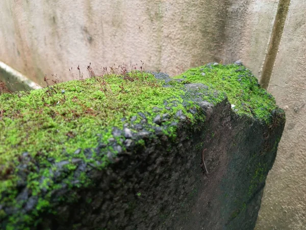 Primo Piano Muschio Verde Minuscolo Vecchio Composto Muro Con Foglia — Foto Stock