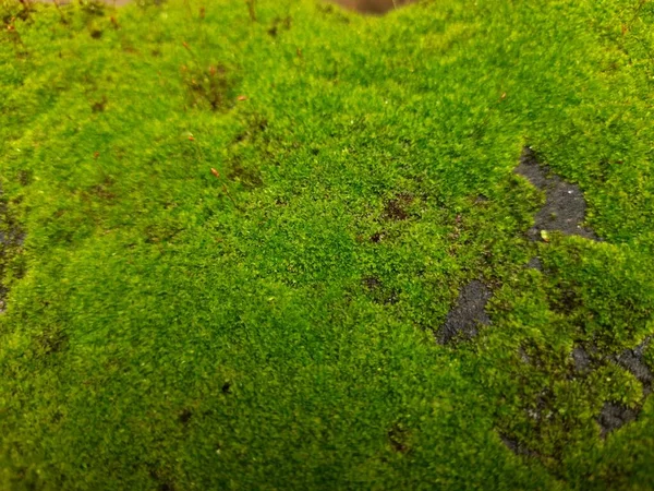 Little Green Moss Old Compound Wall Dry Leaf Texture Background — 스톡 사진