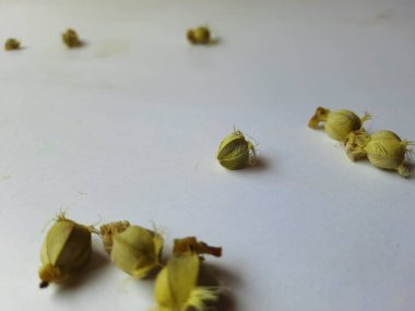 Beyaz arka planda izole edilmiş bektaşi üzümü veya Amla meyvesi dokusuyla Yığın ve Yığın 'a yakın çekim