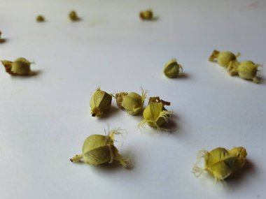 Beyaz arka planda izole edilmiş bektaşi üzümü veya Amla meyvesi dokusuyla Yığın ve Yığın 'a yakın çekim