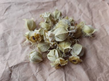 Beyaz arka planda izole edilmiş bektaşi üzümü veya Amla meyvesi dokusuyla Yığın ve Yığın 'a yakın çekim