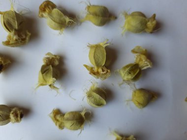 Beyaz arka planda izole edilmiş bektaşi üzümü veya Amla meyvesi dokusuyla Yığın ve Yığın 'a yakın çekim