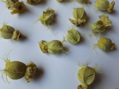 Beyaz arka planda izole edilmiş bektaşi üzümü veya Amla meyvesi dokusuyla Yığın ve Yığın 'a yakın çekim