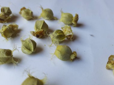 Beyaz arka planda izole edilmiş bektaşi üzümü veya Amla meyvesi dokusuyla Yığın ve Yığın 'a yakın çekim