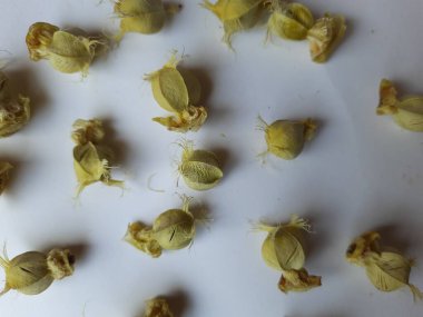 Beyaz arka planda izole edilmiş bektaşi üzümü veya Amla meyvesi dokusuyla Yığın ve Yığın 'a yakın çekim