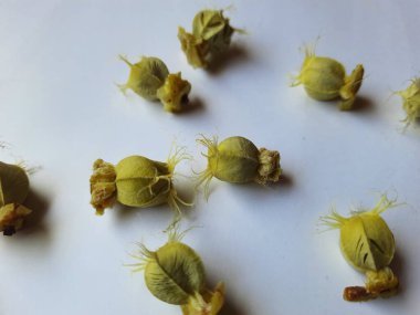 Beyaz arka planda izole edilmiş bektaşi üzümü veya Amla meyvesi dokusuyla Yığın ve Yığın 'a yakın çekim