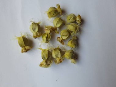 Beyaz arka planda izole edilmiş bektaşi üzümü veya Amla meyvesi dokusuyla Yığın ve Yığın 'a yakın çekim