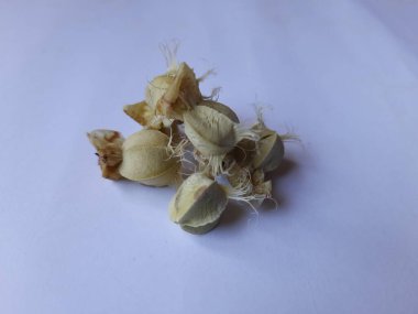 Beyaz arka planda izole edilmiş bektaşi üzümü veya Amla meyvesi dokusuyla Yığın ve Yığın 'a yakın çekim