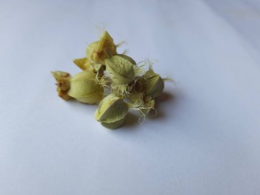Beyaz arka planda izole edilmiş bektaşi üzümü veya Amla meyvesi dokusuyla Yığın ve Yığın 'a yakın çekim