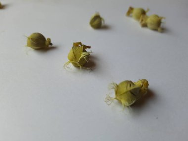 Beyaz arka planda izole edilmiş bektaşi üzümü veya Amla meyvesi dokusuyla Yığın ve Yığın 'a yakın çekim