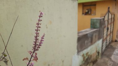 Hint Pembe Rengi Tulsi veya Fesleğen Çiçeği Arkaplanı