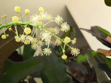 Güzel Hint Şirinliği ve küçük beyaz çiçek demeti kapalı bir saksı bitkisinin üzerinde büyüyor.