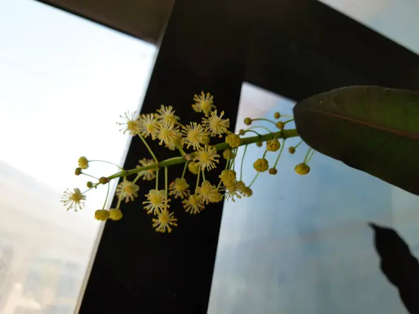 Beautiful Indian Cute Small White Flower Bunch Growing Indoor Pot — Stock Photo, Image