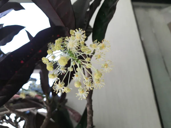 Bonito Indiano Bonito Pequeno Ramo Flores Brancas Crescendo Uma Planta — Fotografia de Stock