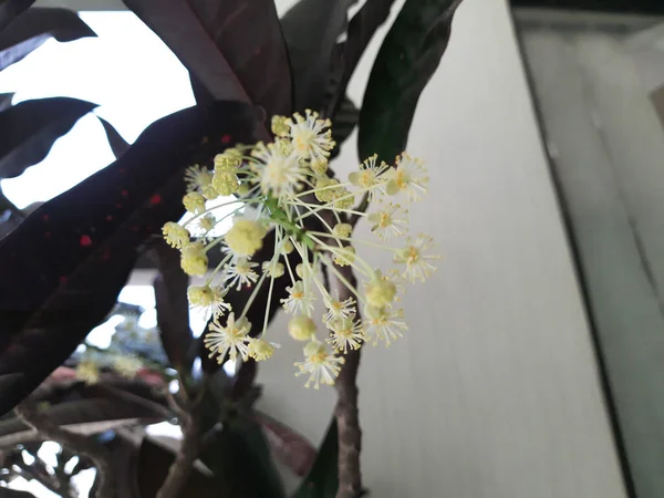 Beautiful Indian Cute Small White Flower Bunch Growing Indoor Pot — Stock Photo, Image