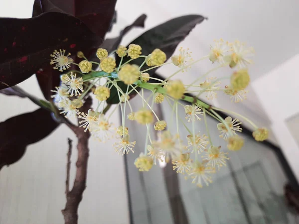 Hermoso Indio Lindo Pequeño Ramo Flores Blancas Creciendo Una Planta — Foto de Stock