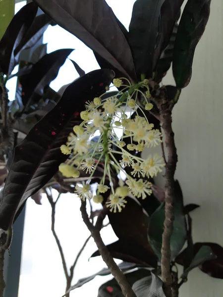 Bonito Indiano Bonito Pequeno Ramo Flores Brancas Crescendo Uma Planta — Fotografia de Stock