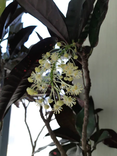 Gyönyörű Indiai Aranyos Kis Fehér Virág Csokor Egy Fedett Cserép — Stock Fotó