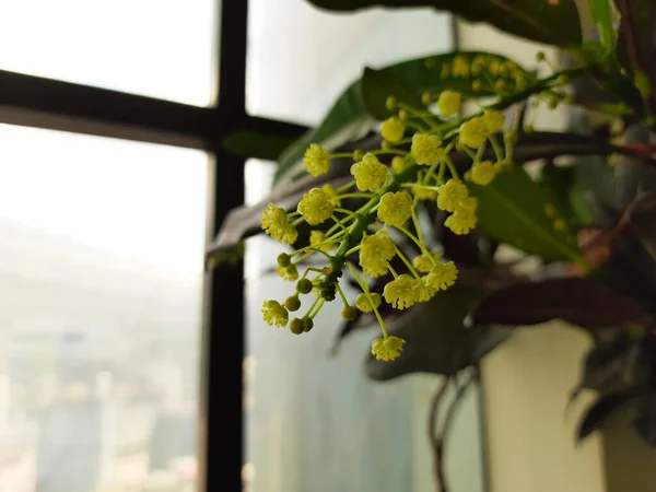 屋内のポット植物で成長する美しいインドのかわいいと小さな白い花の束 — ストック写真